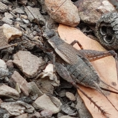 Eurepa marginipennis (Mottled bush cricket) at Kowen Escarpment - 29 Dec 2020 by trevorpreston