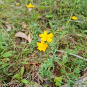 Hypericum gramineum at Isaacs, ACT - 29 Dec 2020