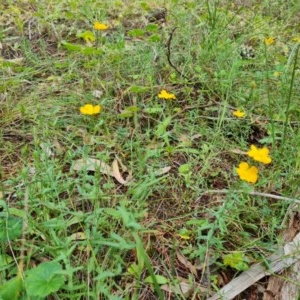 Hypericum gramineum at Isaacs, ACT - 29 Dec 2020