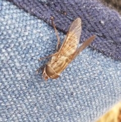 Dasybasis sp. (genus) (A march fly) at Kowen, ACT - 28 Dec 2020 by tpreston