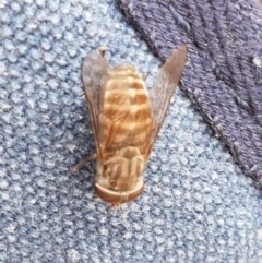 Dasybasis sp. (genus) at Kowen, ACT - 29 Dec 2020