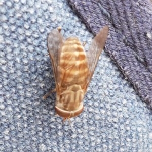 Dasybasis sp. (genus) at Kowen, ACT - 29 Dec 2020