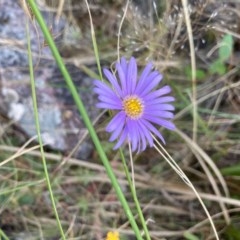 Brachyscome spathulata (Coarse Daisy, Spoon-leaved Daisy) at Point 5438 - 29 Dec 2020 by Jenny54