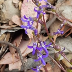 Lobelia browniana at Kowen, ACT - 29 Dec 2020 by trevorpreston