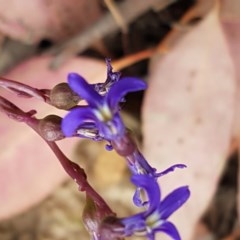 Lobelia browniana at Kowen, ACT - 29 Dec 2020