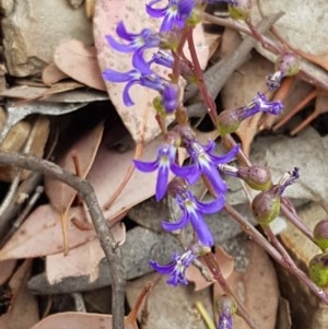 Lobelia browniana at Kowen, ACT - 29 Dec 2020