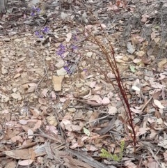 Lobelia browniana at Kowen, ACT - 29 Dec 2020 11:00 AM