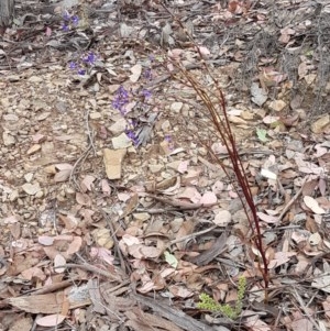 Lobelia browniana at Kowen, ACT - 29 Dec 2020