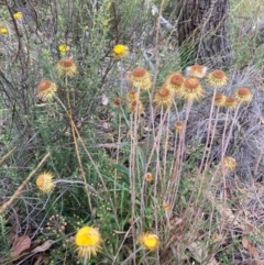 Coronidium oxylepis subsp. lanatum (Woolly Pointed Everlasting) at Acton, ACT - 29 Dec 2020 by Jenny54