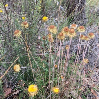 Coronidium oxylepis subsp. lanatum (Woolly Pointed Everlasting) at Point 5361 - 29 Dec 2020 by Jenny54