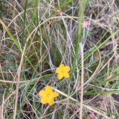 Hypericum gramineum (Small St Johns Wort) at Point 5438 - 29 Dec 2020 by Jenny54