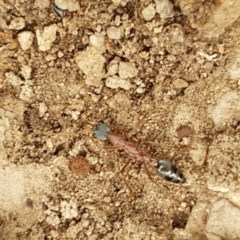 Myrmecia nigriceps (Black-headed bull ant) at Kowen, ACT - 29 Dec 2020 by tpreston