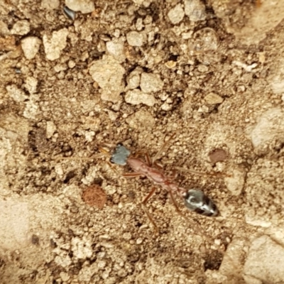 Myrmecia nigriceps (Black-headed bull ant) at Kowen, ACT - 29 Dec 2020 by tpreston
