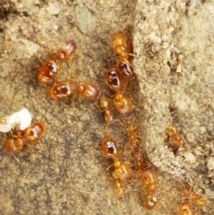Pheidole sp. (genus) (Seed-harvesting ant) at Kowen Escarpment - 29 Dec 2020 by tpreston