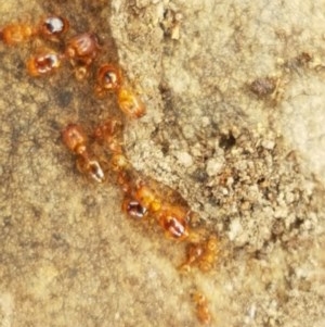 Pheidole sp. (genus) at Kowen, ACT - 29 Dec 2020