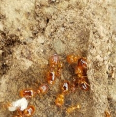 Pheidole sp. (genus) at Kowen, ACT - 29 Dec 2020