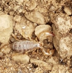 Urodacus manicatus (Black Rock Scorpion) at Kowen, ACT - 29 Dec 2020 by trevorpreston