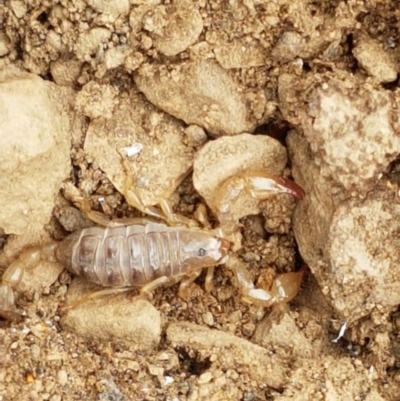 Urodacus manicatus (Black Rock Scorpion) at Kowen, ACT - 29 Dec 2020 by trevorpreston