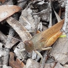 Goniaea carinata (Black kneed gumleaf grasshopper) at Kowen, ACT - 29 Dec 2020 by tpreston