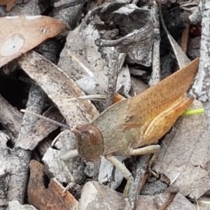 Goniaea carinata at Kowen, ACT - 29 Dec 2020 11:21 AM