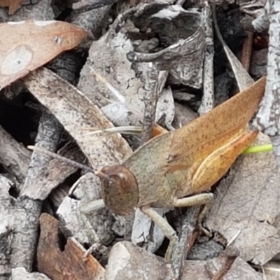 Goniaea carinata (Black kneed gumleaf grasshopper) at Kowen, ACT - 29 Dec 2020 by tpreston