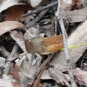 Goniaea carinata at Kowen, ACT - 29 Dec 2020 11:21 AM