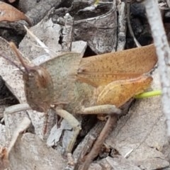 Goniaea carinata at Kowen, ACT - 29 Dec 2020 11:21 AM