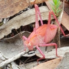 Tettigoniidae (family) (Unidentified katydid) at Kowen Escarpment - 29 Dec 2020 by tpreston