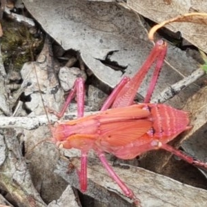 Tettigoniidae (family) at Kowen, ACT - 29 Dec 2020 11:23 AM