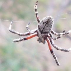 Araneinae (subfamily) (Orb weaver) at Kowen Escarpment - 29 Dec 2020 by tpreston