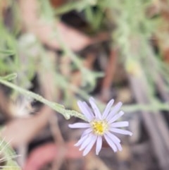 Vittadinia gracilis (New Holland Daisy) at Kowen Escarpment - 29 Dec 2020 by tpreston