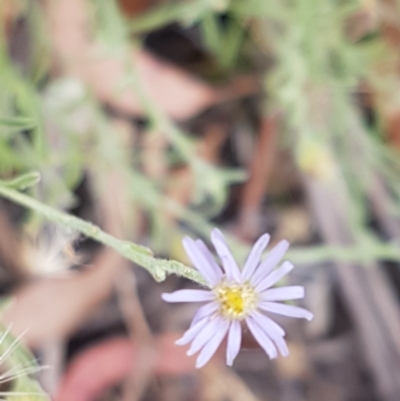 Vittadinia gracilis (New Holland Daisy) at Kowen Escarpment - 29 Dec 2020 by tpreston