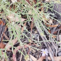 Vittadinia gracilis at Kowen, ACT - 29 Dec 2020