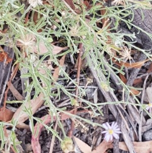 Vittadinia gracilis at Kowen, ACT - 29 Dec 2020