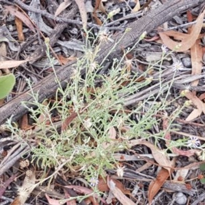 Vittadinia gracilis at Kowen, ACT - 29 Dec 2020 11:31 AM