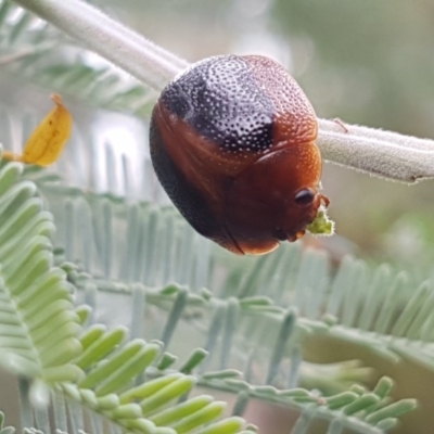 Dicranosterna immaculata (Acacia leaf beetle) at Kowen, ACT - 29 Dec 2020 by trevorpreston