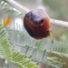 Dicranosterna immaculata (Acacia leaf beetle) at Kowen, ACT - 29 Dec 2020 by tpreston
