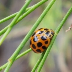 Harmonia conformis (Common Spotted Ladybird) at Kowen, ACT - 29 Dec 2020 by tpreston