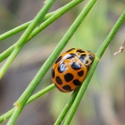 Harmonia conformis (Common Spotted Ladybird) at Kowen, ACT - 29 Dec 2020 by trevorpreston