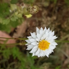 Leucochrysum albicans subsp. tricolor (Hoary Sunray) at Kowen, ACT - 29 Dec 2020 by trevorpreston
