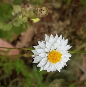 Leucochrysum albicans subsp. tricolor at Kowen, ACT - 29 Dec 2020 11:34 AM