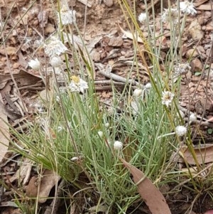 Leucochrysum albicans subsp. tricolor at Kowen, ACT - 29 Dec 2020