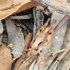 Phaulacridium vittatum (Wingless Grasshopper) at Kowen, ACT - 29 Dec 2020 by trevorpreston