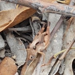 Phaulacridium vittatum at Kowen, ACT - 29 Dec 2020