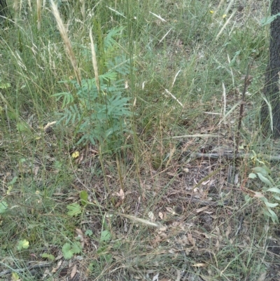 Austrostipa densiflora (Foxtail Speargrass) at Mount Majura - 28 Dec 2020 by abread111