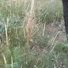 Austrostipa densiflora at Downer, ACT - 29 Dec 2020