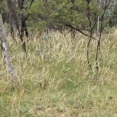 Austrostipa densiflora at Downer, ACT - 29 Dec 2020