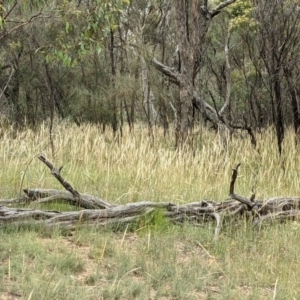 Austrostipa densiflora at Downer, ACT - 29 Dec 2020