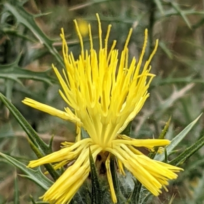 Carthamus lanatus (Saffron Thistle) at Downer, ACT - 28 Dec 2020 by abread111