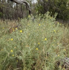 Carthamus lanatus at Downer, ACT - 29 Dec 2020